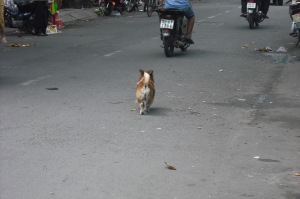 Dog on Streets